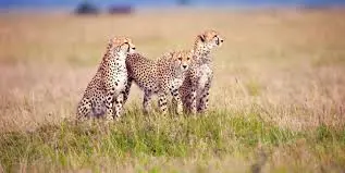 2-day serengeti safari from Mwanza | 2 days Serengeti safari from Mwanza | Kizza Adventures